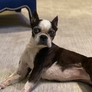 Team Page: Run for Roxie